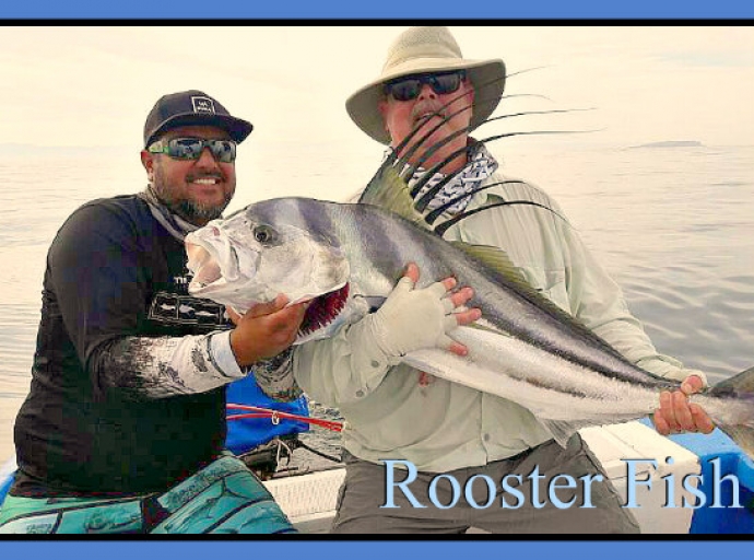  Rooster fish in Mass off Punta Mita, Little Else!